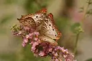 Butterflies resting on flowers, illustrating an article about Emotionally Focused Therapy